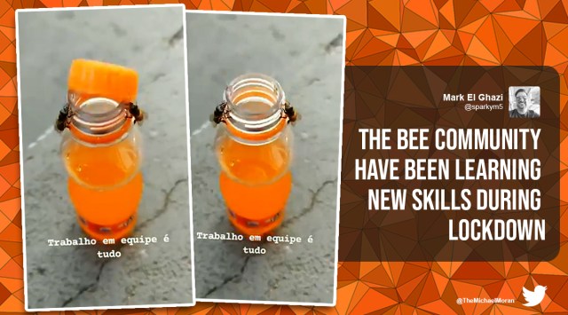 bees open bottle cap, fanta bottle cap bees open, bees unscrew fanta bottle, two bees unscrew soft drink bottle, viral video, odd news, indian express