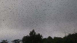 Whitley Award 2021, nuklu phom, nagaland biodiversity, amur falcons, green oscars, indian express