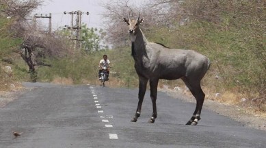 Gujarat: 2 arrested for 'hunting' blue bull in Kutch | Cities News,The Indian Express Gujarat: 2 arrested for 'hunting' blue bull in Kutch | Cities News,The Indian Express