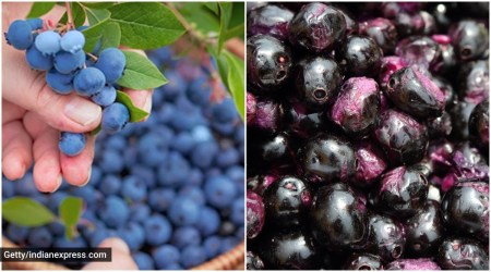 blueberries vs kala jamun, kala jamun benefits, blueberries benefits, indianexpress.com, indianexpress, blueberries vs kala jamun benefits, summer fruits,
