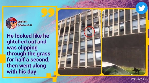 cat jumps out of burning building, cat survives jump from fifth floor, chicago flying cat out of building, chicago fire dept flying cat video, indian express