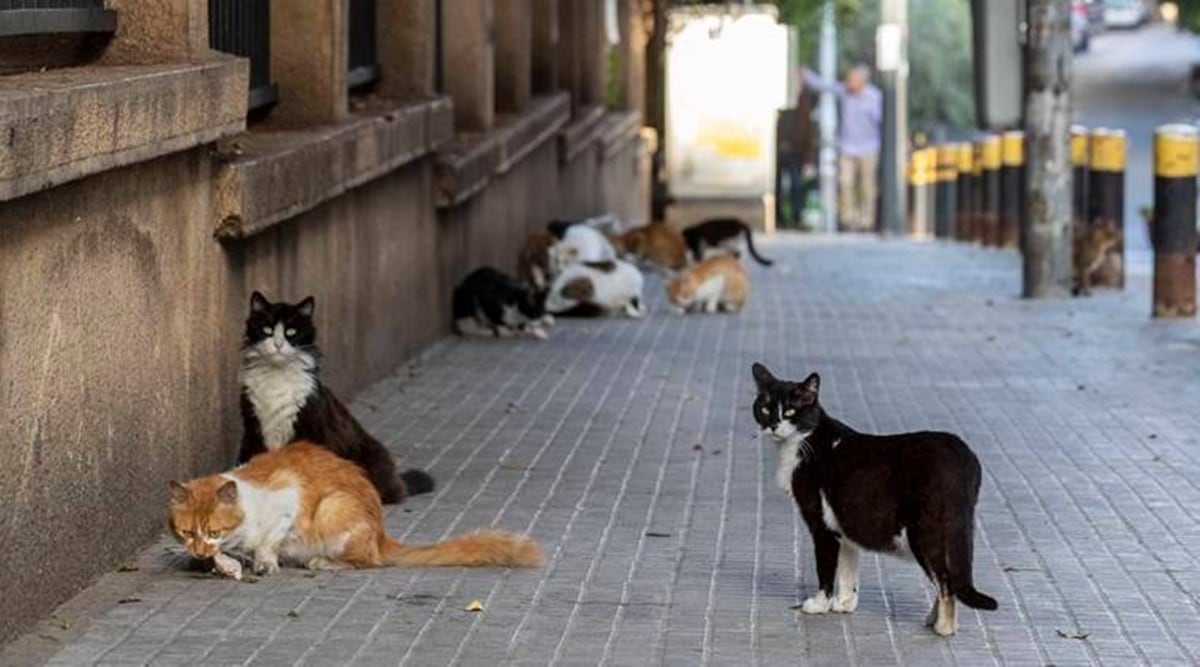 are cats more hygienic than dogs