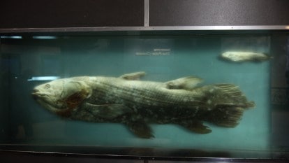 Coelacanth fish, once believed to be extinct, found alive in
