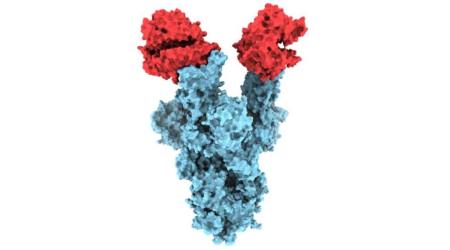 The UBC researchers captured the structure of N501Y spike protein mutant (in blue) in UK variant of coronavirus. The mutant spike is seen attached to two copies of the ACE2 human receptor (in red). (Image courtesy: news.ubc.ca)