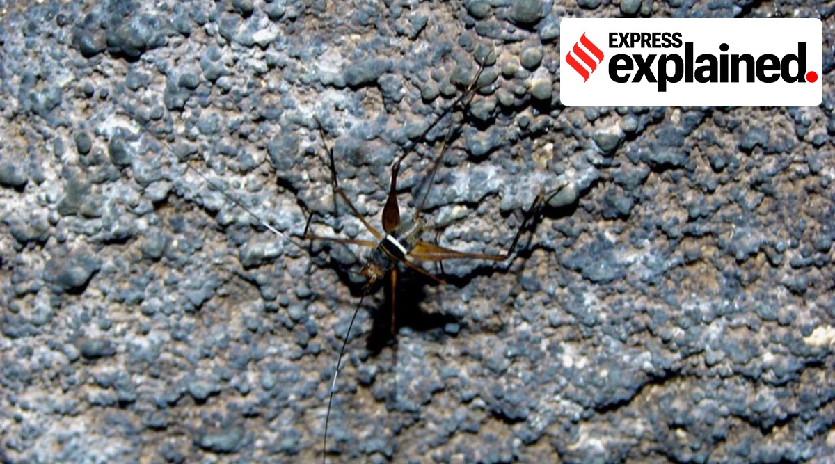 The new subgenus is named Jayanti after Professor Jayant Biswas, one of the leading cave explorers in the country.