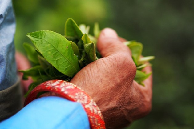tea, beverage, chai, international tea day, happy international tea day 2021, types of teas, teas to drink, indianexpress.com, indian express news