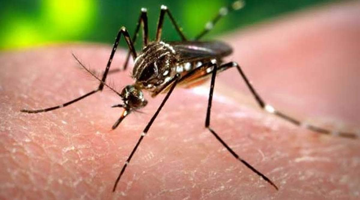 how to identify a dengue mosquito bite