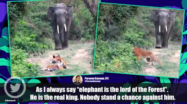 tiger, elephant, jungle, forest, tiger and elephant, tiger and elephant video, forest video, viral video, trending news, Indian express news