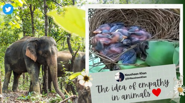 elephant spare tree with bird nest, elephants damage banana trees, elephants do not damage tree with next, viral news, odd news, indian express