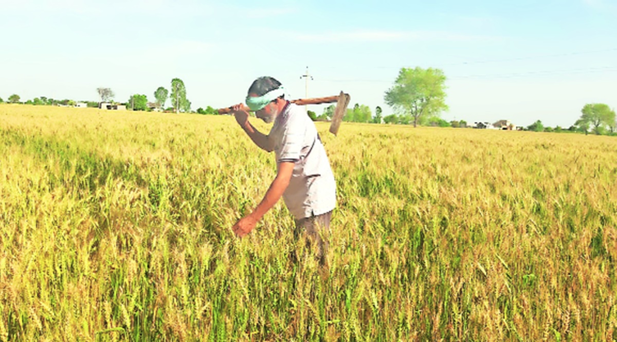 Haryana moves to wean farmers away from paddy on 2 lakh acres | Cities News,The Indian Express