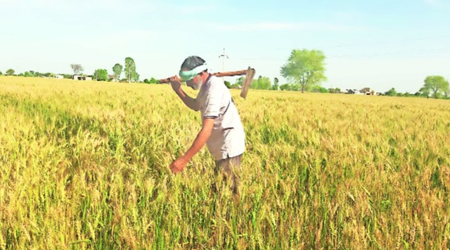 According to officials, other crops like wheat, paddy, maize, groundnuts, mustard, wheat, pulses, bajra, gram and sunflowers are procured by the state agencies at the rate of MSP, while cotton’s procurement is done at MSP through Cotton Corporation of India (CCI).
(File Photo)