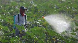 Government hikes subsidy on DAP fertiliser by 140%; farmers to get DAP at old rates