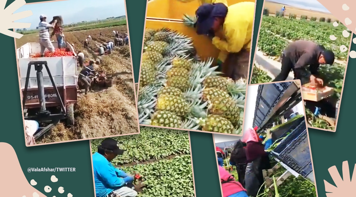 ‘These people are essential’: Video of farmers working on the field with utmost precision leaves netizens impressed