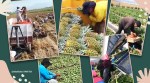 farm work, agricultural farmers, skillful workers, workers on field viral video, twitter stories, twitter reactions, indian express, indian express news