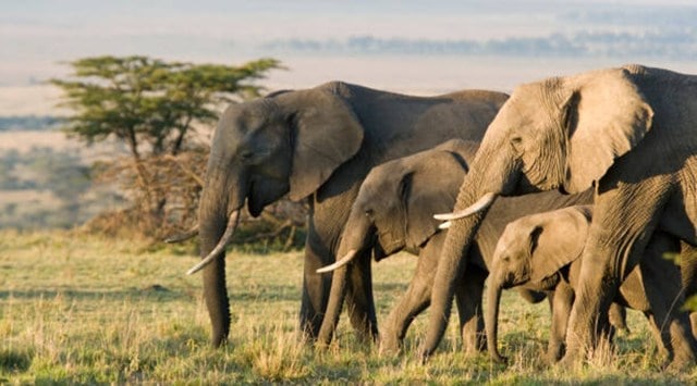Herd of Elephants
