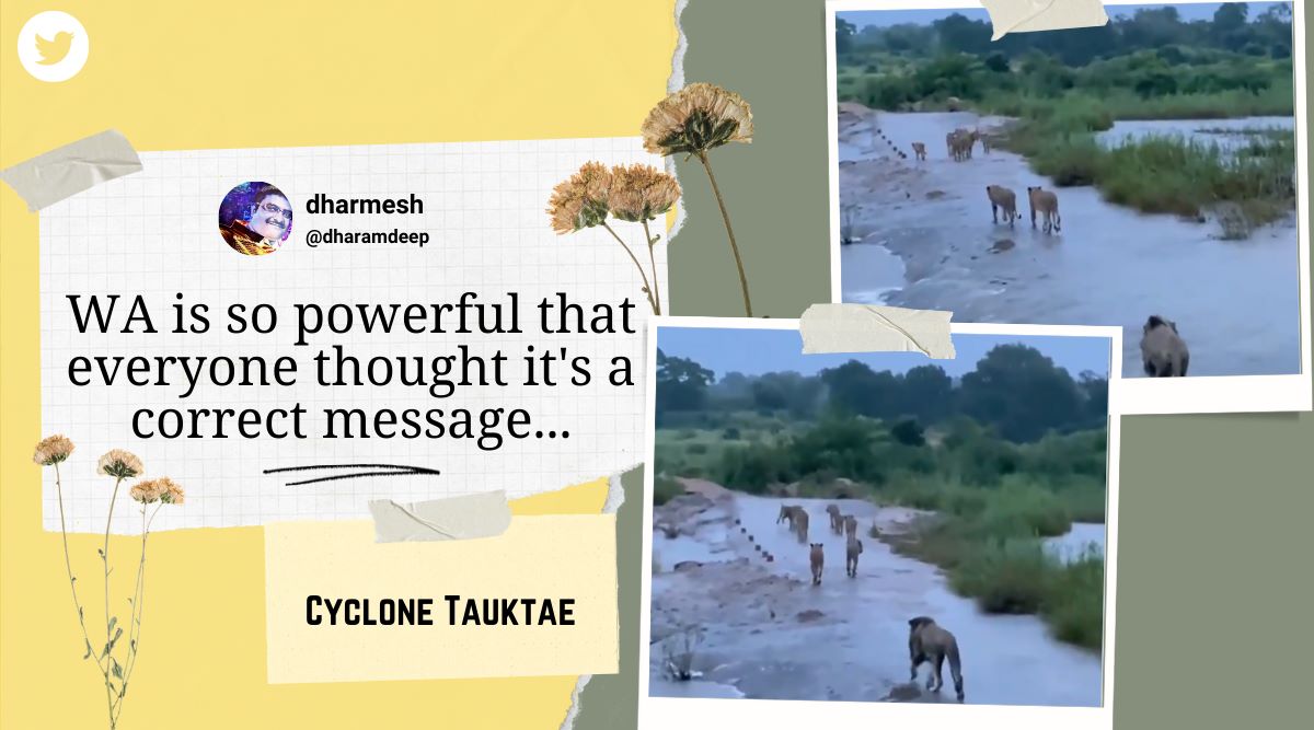 Gujarat officials apologise after sharing video of lions from South Africa that claimed Gir lions are safe after Cyclone Tauktae
