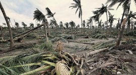 Gujarat: Teams of agricultural scientists to try restore trees damaged in Cyclone Tauktae