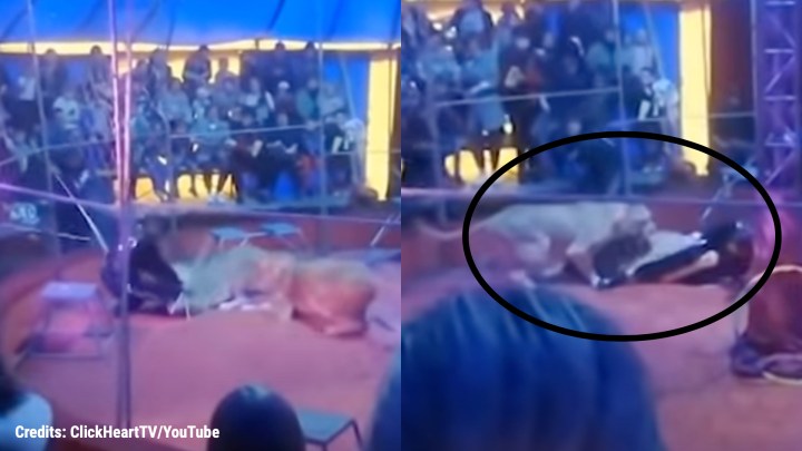 Watch: Lioness attacks circus trainer during a live Russian circus show |  Trending News,The Indian Express