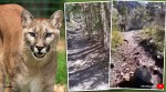 Utah man chased by a mountain lion, Utah man chased by a mountain lion viral video, mountain lion, mountain lion video, viral video, trending, indian express, indian express news