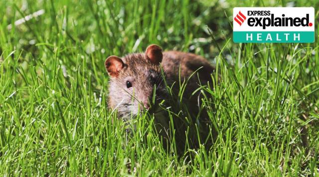 The researchers found that diABZI potently inhibits SARS-CoV-2 infection of diverse strains, including B.1.351. (Unsplash/Representational)