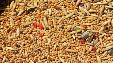 Kodo Millet, healthy porridge, breakfast cereals, Chef Anahita Dhondy, Masterchef Anahita Dhondy, healthy meals, eat healthy, millet in your meals, indianexpress.com