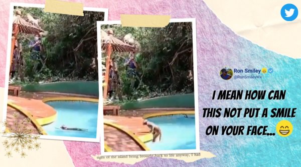 monkey swimming pool, monkey enjoy swimming pool, monkey take over pool in lockdown, mahabaleshwar resort monkey pool, viral videos, indian express