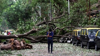 Trees shouldn't be planted on footpaths, indigenous species should be planted in city: Mumbai Mayor