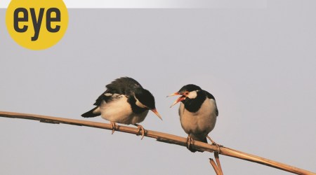 Mynahs wildlife, Mynahs what to learn, indianexpress, ranjit column, sunday eye, eye 2021,