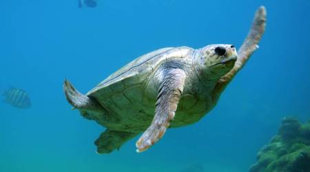 A science teacher explains, parenting, sea animals, sea creatures, swimming in circles, learning, parenting, indian express, indian express news