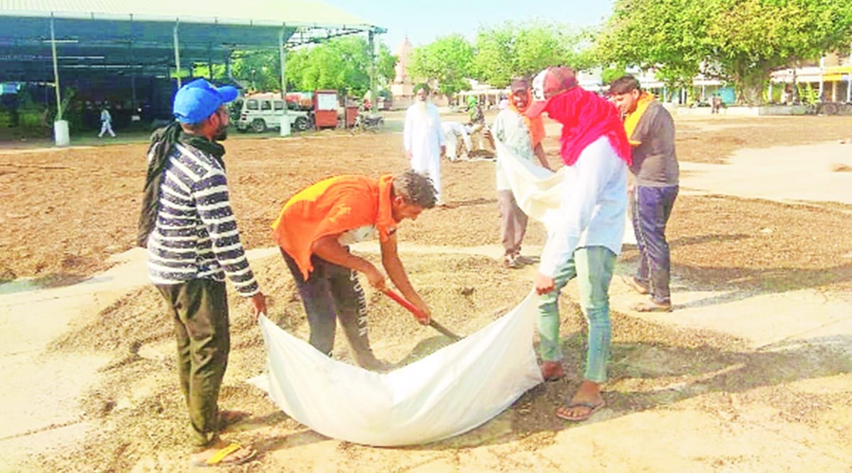 punjab farmers wheat paddy