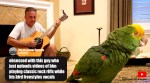 parrot, singing parrot, singing, guitar, rock classics, singing parrot, bird videos, viral videos, trending videos, trending news, indian express news