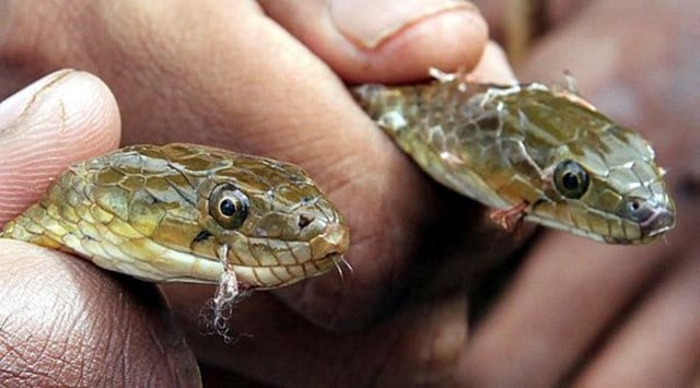Snake sightings on the rise with soaring temperatures across Delhi: Wildlife SOS