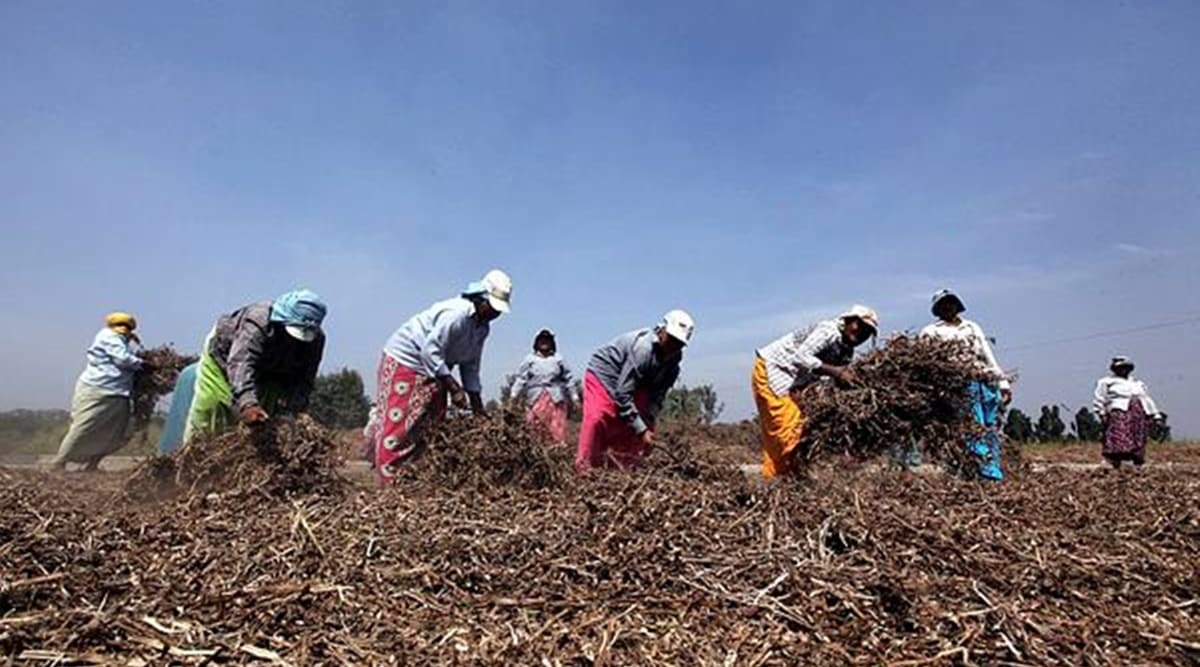 Availability of quality seeds a concern for soybean farmers