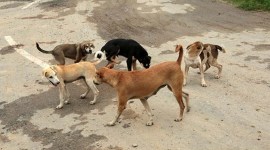 Street dogs, Delhi woman thrashed for feeding street dogs, East of Kailash street dogs, delhi news, delhi latest news, delhi today news, delhi local news, new delhi news, latest delhi news