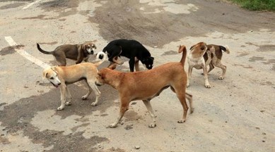 Street dogs, Delhi woman thrashed for feeding street dogs, East of Kailash street dogs, delhi news, delhi latest news, delhi today news, delhi local news, new delhi news, latest delhi news