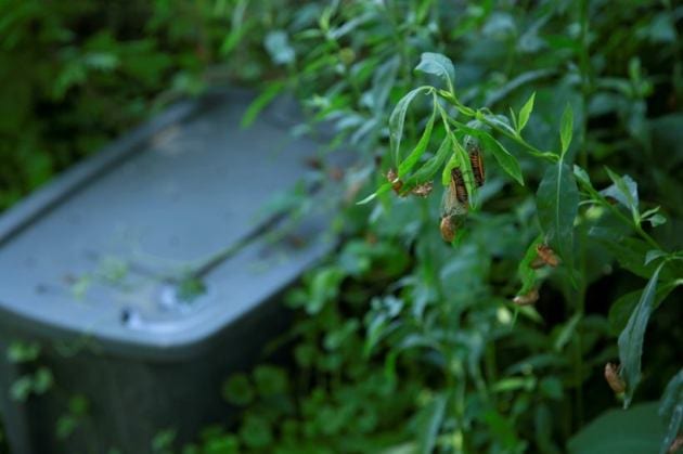 Brood X cicadas emerge after 17 years, New Jersey cicada emergence, rare cicada emergence New Jersey, once in 17 years, indianexpress.com