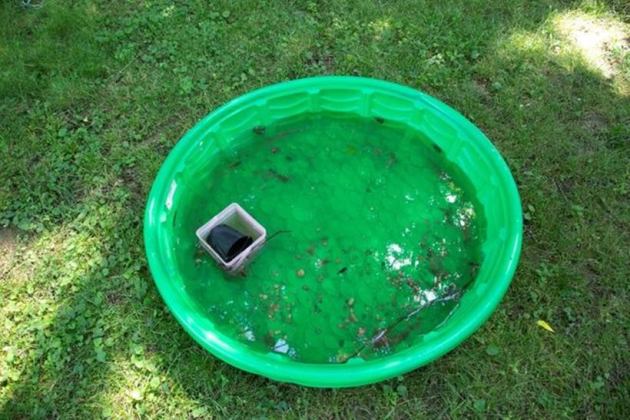 Brood X cicadas emerge after 17 years, New Jersey cicada emergence, rare cicada emergence New Jersey, once in 17 years, indianexpress.com