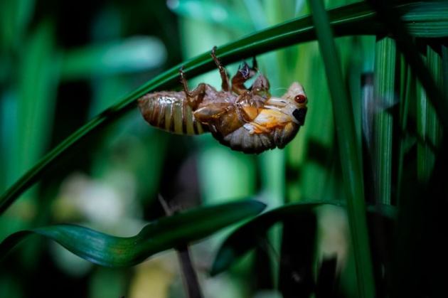 Brood X cicadas emerge after 17 years, New Jersey cicada emergence, rare cicada emergence New Jersey, once in 17 years, indianexpress.com