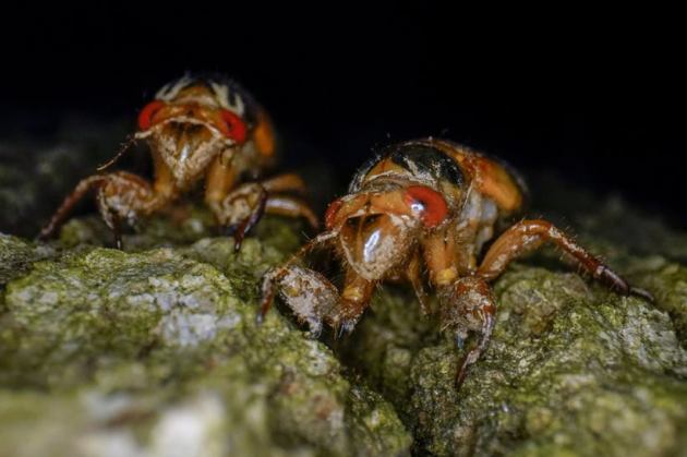 Brood X cicadas emerge after 17 years, New Jersey cicada emergence, rare cicada emergence New Jersey, once in 17 years, indianexpress.com