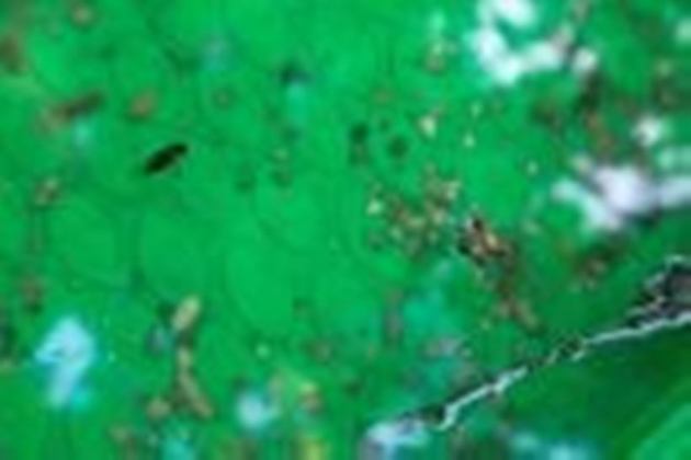 Brood X cicadas emerge after 17 years, New Jersey cicada emergence, rare cicada emergence New Jersey, once in 17 years, indianexpress.com