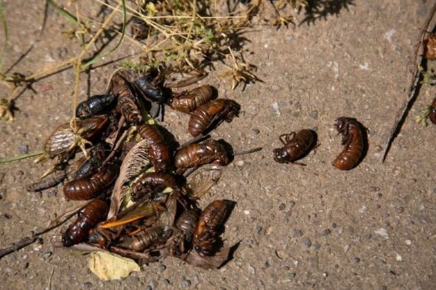 Brood X cicadas emerge after 17 years, New Jersey cicada emergence, rare cicada emergence New Jersey, once in 17 years, indianexpress.com