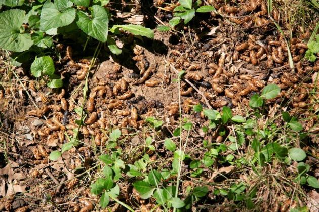 Brood X cicadas emerge after 17 years, New Jersey cicada emergence, rare cicada emergence New Jersey, once in 17 years, indianexpress.com