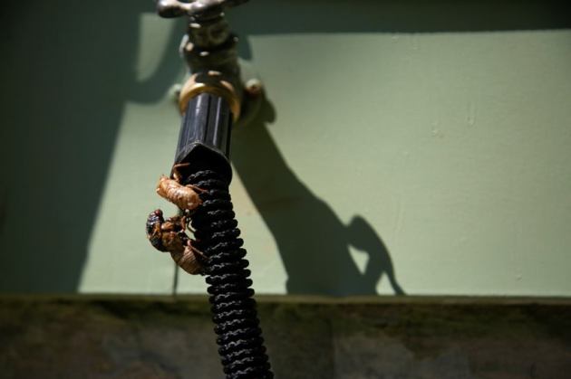 Brood X cicadas emerge after 17 years, New Jersey cicada emergence, rare cicada emergence New Jersey, once in 17 years, indianexpress.com