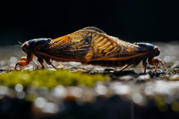 Brood X cicadas emerge after 17 years, New Jersey cicada emergence, rare cicada emergence New Jersey, once in 17 years, indianexpress.com
