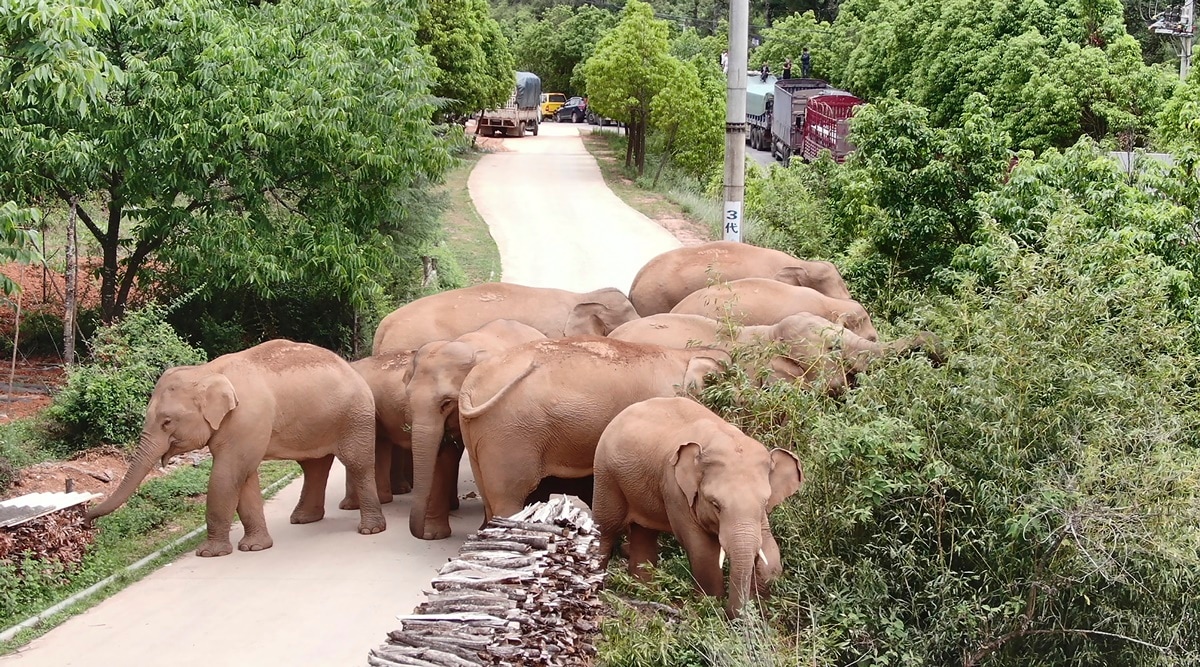 China&#39;s wandering elephants becoming international stars | World News,The  Indian Express