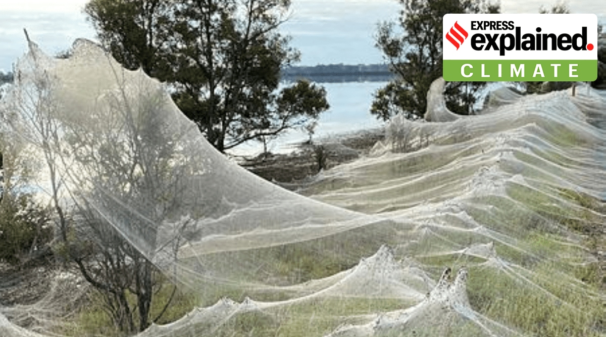 Australia spider web explained