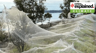 Australia spider web explained