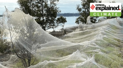 Explained: Why have massive spider webs blanketed a region in Australia?