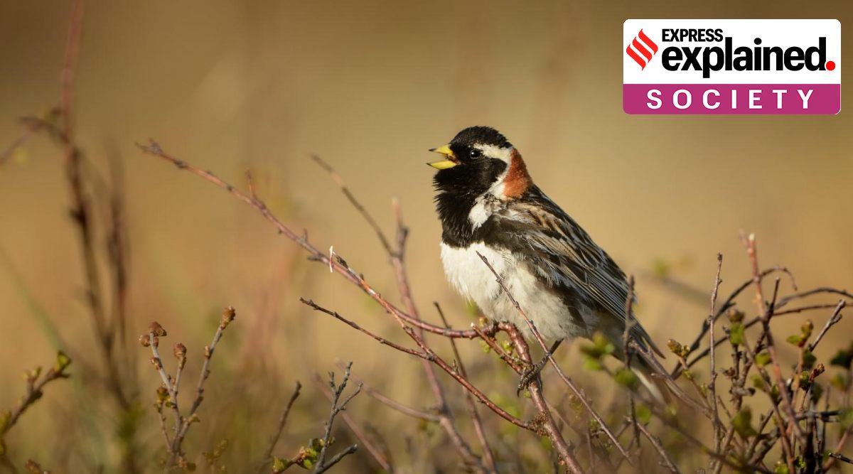 Critics, however, have said changing the names of birds would lead to confusion, and that it is akin to erasing an important part of history. (Photo Source: hiucnredlist.org)
