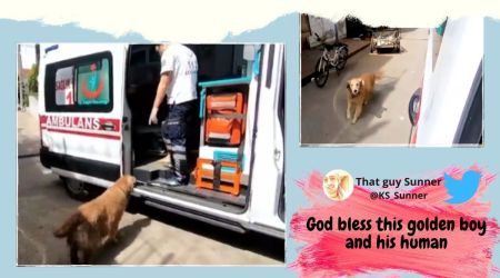 Dog videos, Dog chases ambulance carrying owner, Istanbul, Dog chases ambulance viral video, Istanbul dog videos, golden retriever, golden retriever chasing ambulance, Trending news, Indian Express news